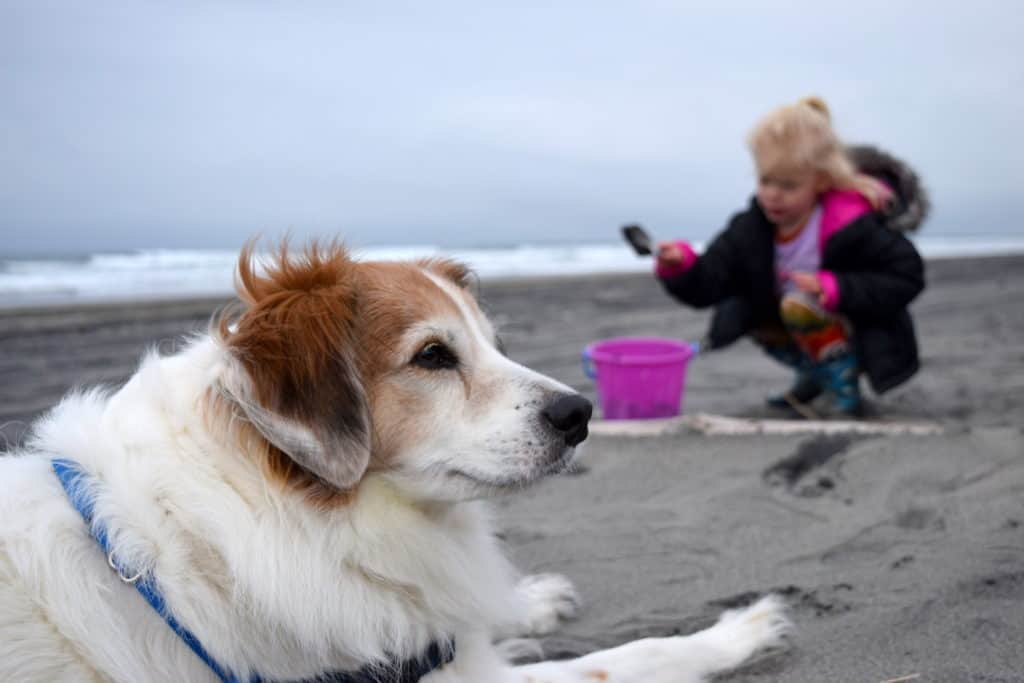 Family and pet-friendly yurt camping at Ft Stevens State Park on the Oregon Coast. To & Fro Fam