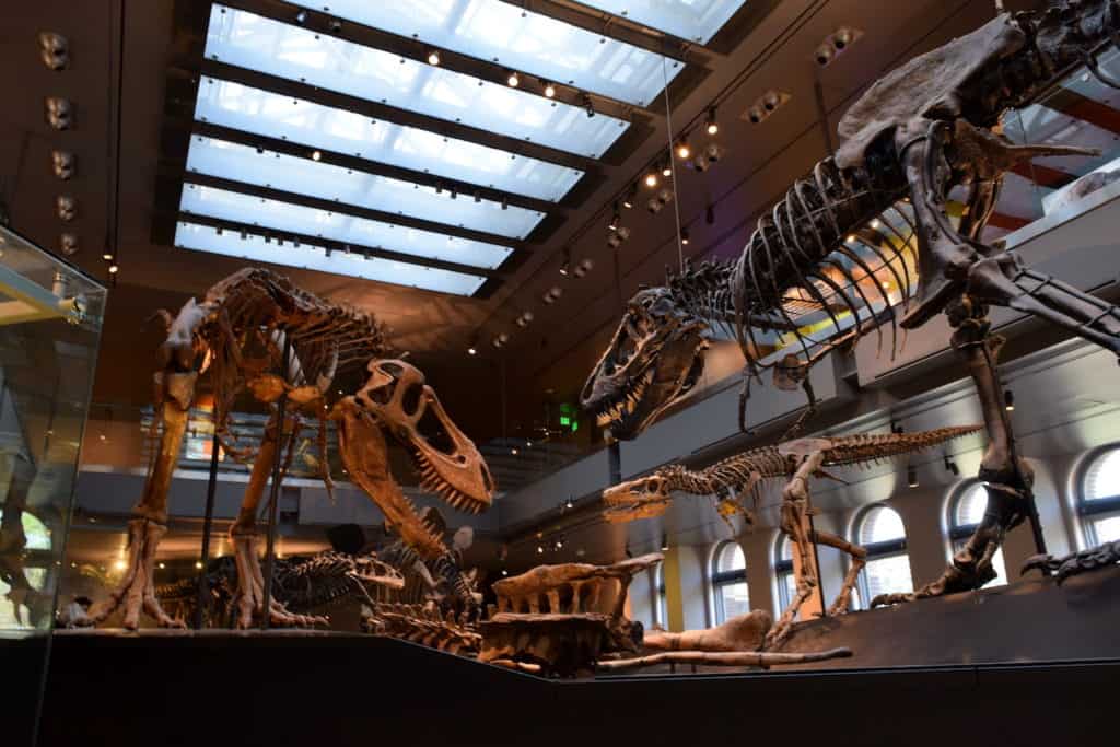 Things to do in LA with kids: the family-friendly Museum of Natural History // To & Fro Fam