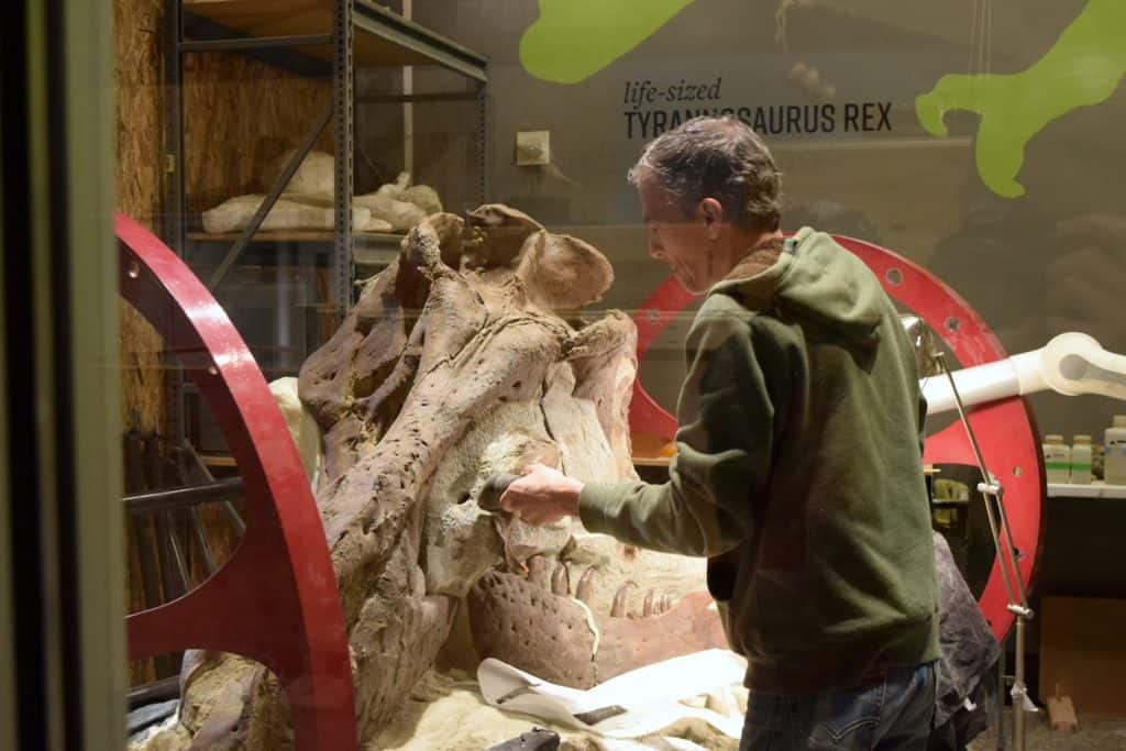 Seattle dinosaur exhibit