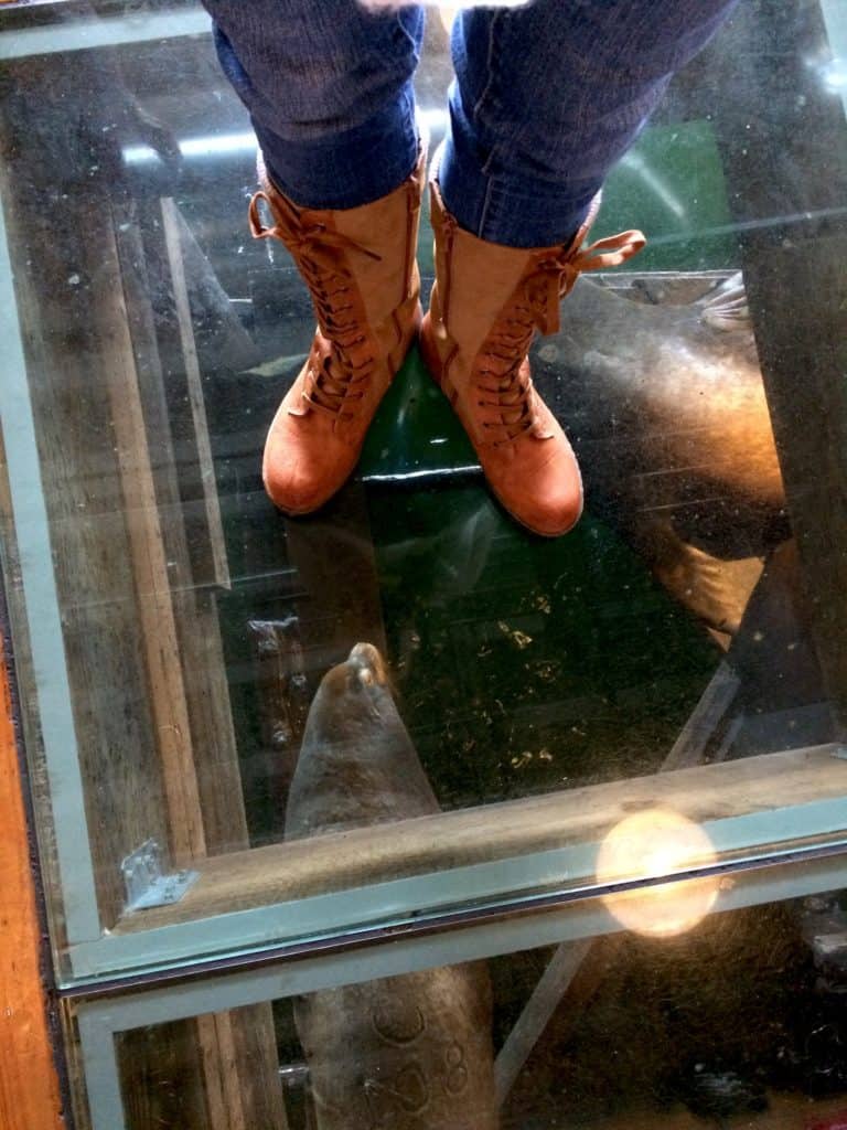 You can see sea lions through the glass floor at Buoy Beer Co in Astoria, Oregon! To & Fro Fam