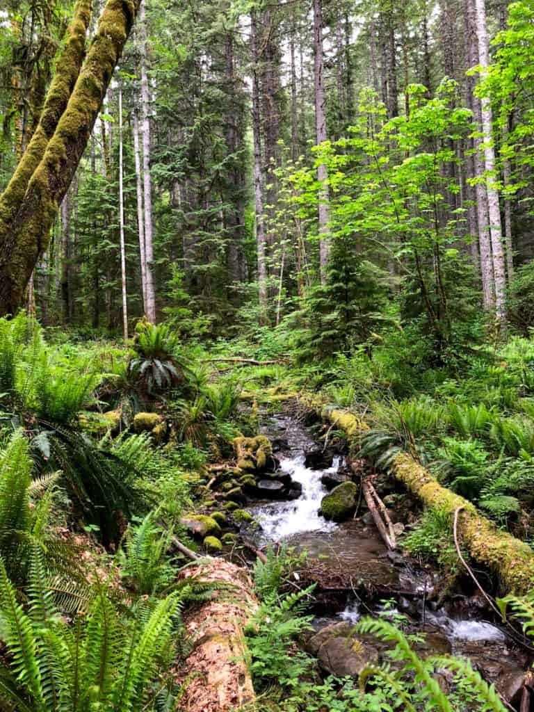 Hiking in Gifford Pinchot National Forest, Washington - To & Fro Fam