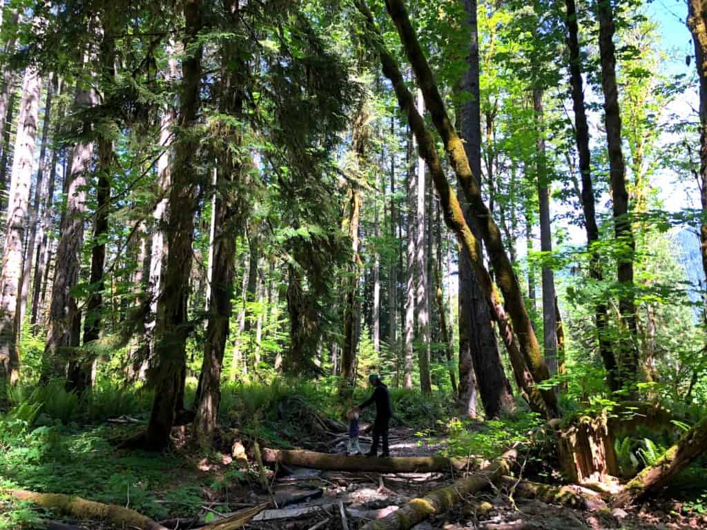 Gifford Pinchot National Forest is an outdoor wonderland: waterfalls, kid-friendly hikes, rivers and gorgeous forest. To & Fro Fam