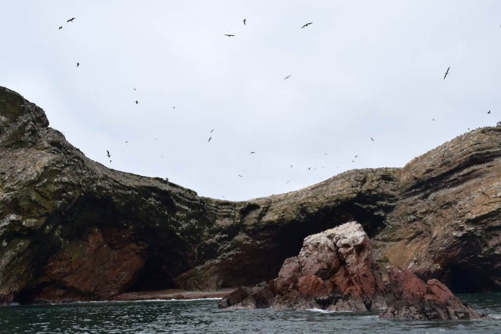 Thinking of going to Peru? My unsponsored, unbiased Peru Hop review shares everything you need to know about bus tours in South America—including to the Ballestas islands and seeing Humboldt penguins! To & Fro Fam
