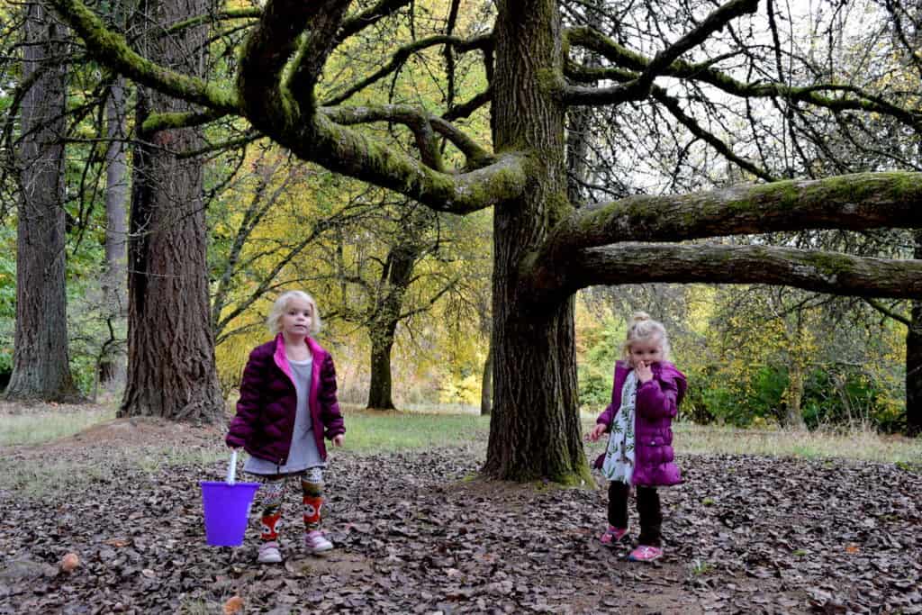 Wondering what to do in Portland with kids? Visit the Hoyt Arboretum with kids to explore 12 miles of trails. The fall hikes are especially pretty. To & Fro Fam