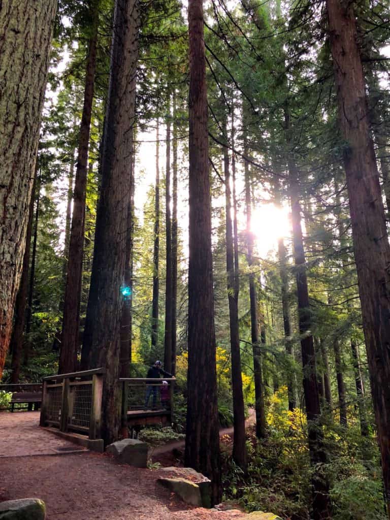 Family hikes in Portland Oregon: Visiting Hoyt Arboretum with kids is a great way to explore up to 12 miles of trails. To & Fro Fam