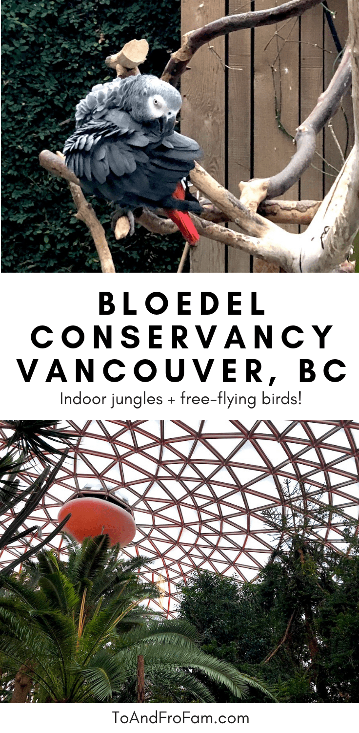 Wondering what to do in Vancouver, BC? This indoor jungle with free-flying birds overhead is the Bloedel Conservancy in Vancouver: A great rainy day activity and opportunity for bird watching in Canada! To & Fro Fam