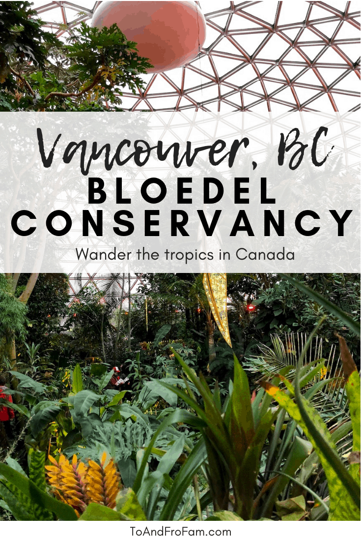 Wondering what to do in Vancouver, BC? This indoor jungle with free-flying birds overhead is the Bloedel Conservancy in Vancouver: A great rainy day activity and opportunity for bird watching in Canada! To & Fro Fam