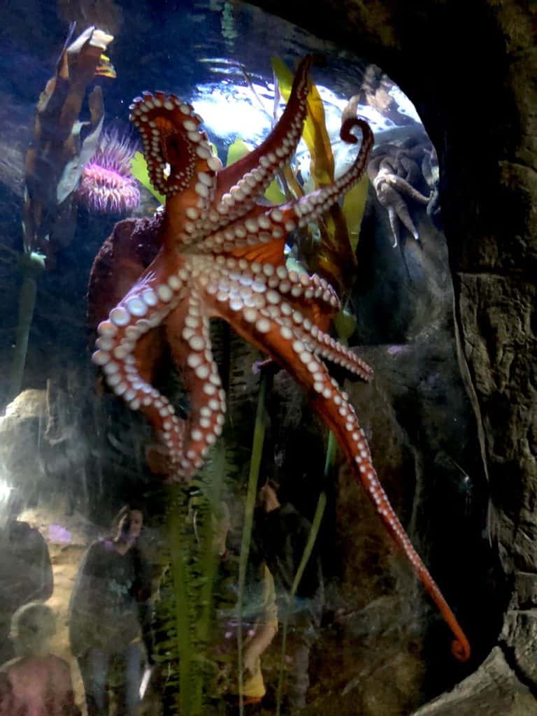 What to do on the Oregon Coast: Visit the aquarium in Newport, OR (and possibly see this amazing octopus!). To & Fro Fam