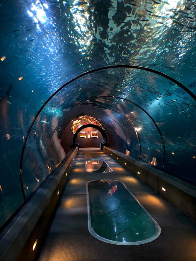 What to do on the Oregon Coast: Visit the Oregon Coast Aquarium in Newport! The fish tank tunnel is amazing. To & Fro Fam