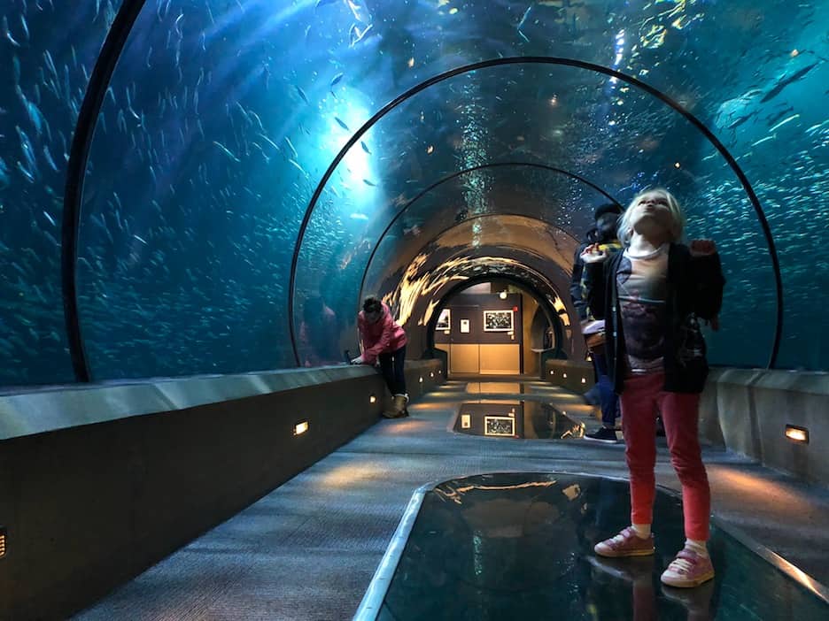 Insider's guide to the Oregon Coast Aquarium in Newport with kids - IMG 5521