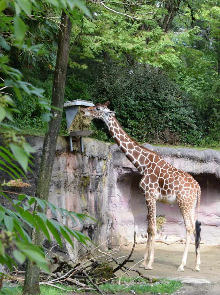 Wondering what to do in Portland with kids? The Oregon Zoo is a must-do family friendly activity. Here, insider tips to make the most of your trip to the zoo! To & Fro Fam