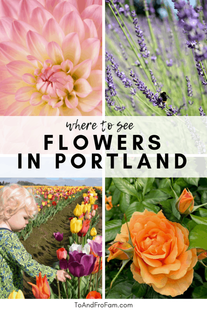 de bedste steder at se blomster i Portland: georginer, tulipaner, lavendel, roser og meget mere! Til Fro Fam