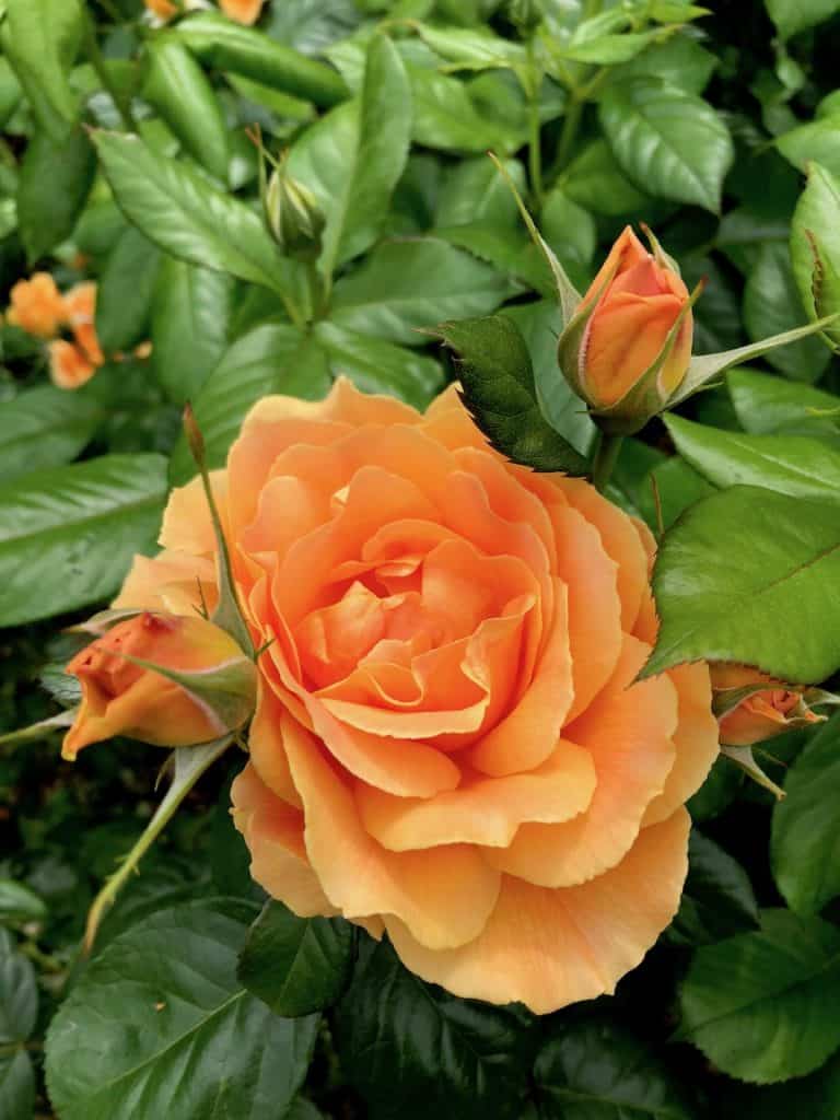Hier sind die besten Orte, um Rosen in Portland zu sehen, zusammen mit Lavendel, Iris, Dahlien und mehr! To Fro Fam