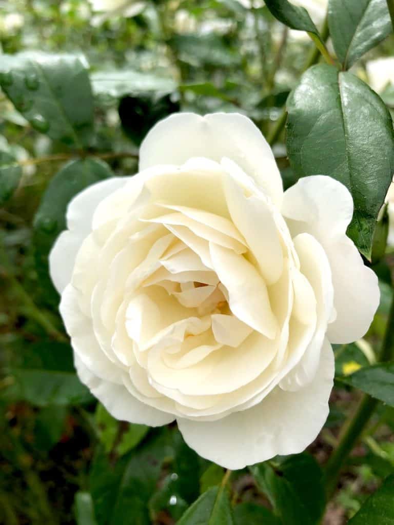  hol lehet rózsákat látni Portlandben: Virágfesztiválok Oregonban! Ide-oda Fam