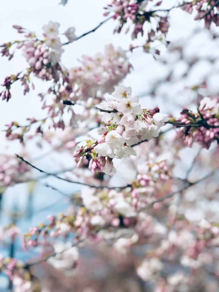 bedste steder at se kirsebærblomster i Portland Oregon, plus andre blomst festivaler i Portland og i nærheden! Til Fro Fam 