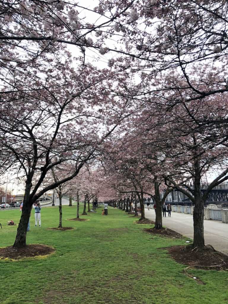 bedste steder at se kirsebærblomster i Portland Oregon, plus andre blomsterfestivaler i Portland og i nærheden! Til Fro Fam 