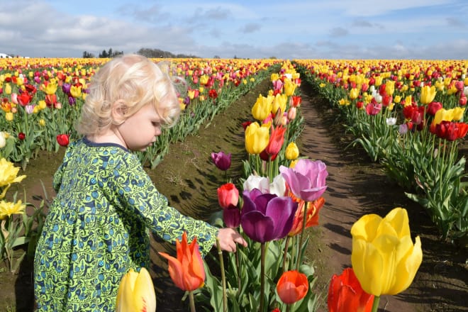 ten festiwal tulipanów w pobliżu Portland to idealna wiosenna aktywność w Portland z dziećmi! Do Fam