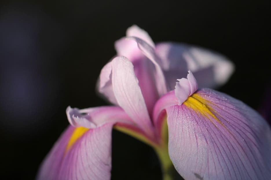 Möchten Sie Iris in Portland sehen? Hier sind die Blumenfeste in Portland und in der Nähe, die Sie besuchen möchten. To Fro Fam