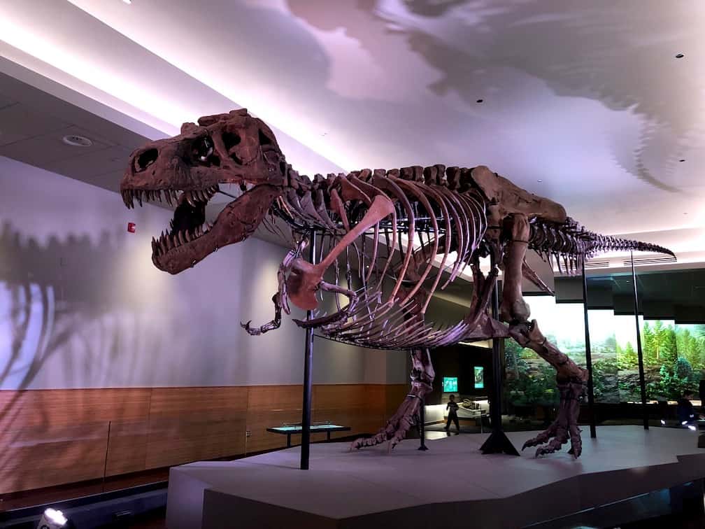 Sue the T Rex is just one highlight of the Chicago Field Museum. Click to learn how to make the most of this museum! To & Fro Fam