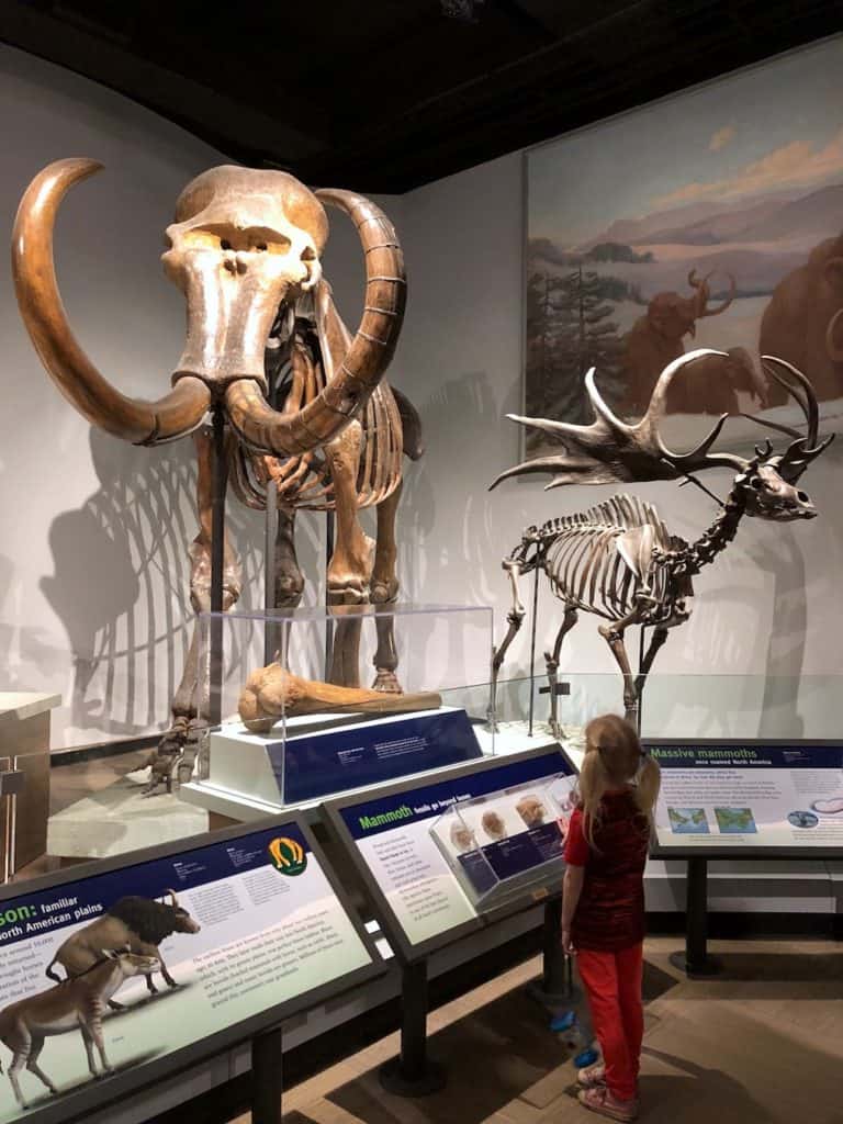 How to explore the Field Museum with kids in Chicago / To & Fro Fam