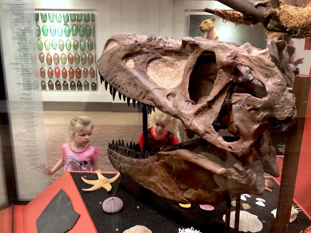 How to see the Chicago Field Museum with kids / To & Fro Fam