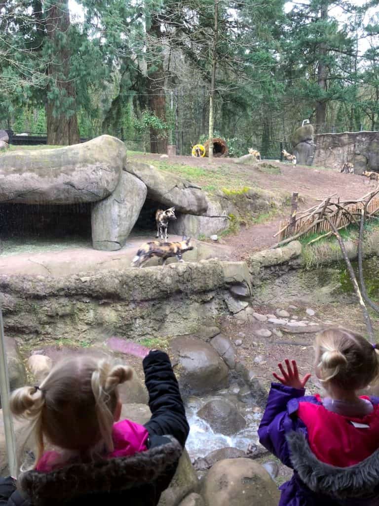 Visit the Oregon Zoo - plus 7 other ideas for family friendly activities in Portland / To & Fro Fam