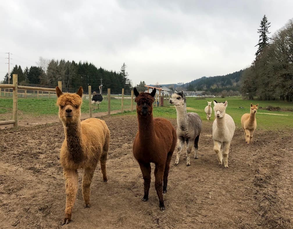 Alpacas on a family farm—plus 7 other family friendly ideas near Portland! To & Fro Fam