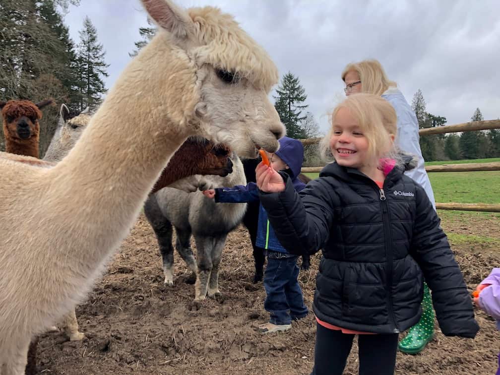 Feeding alpacas? This farm tour near Portland gets up close with animals! To & Fro Fam