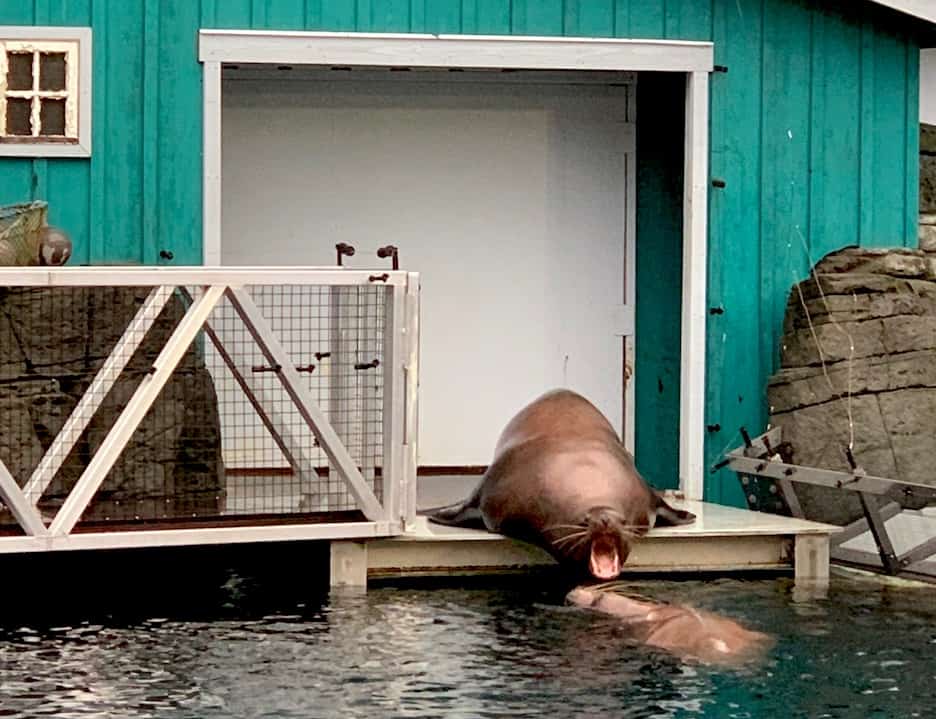 These sea lions are just some of the animals you'll see when visiting the Vancouver Aquarium. To & Fro Fam