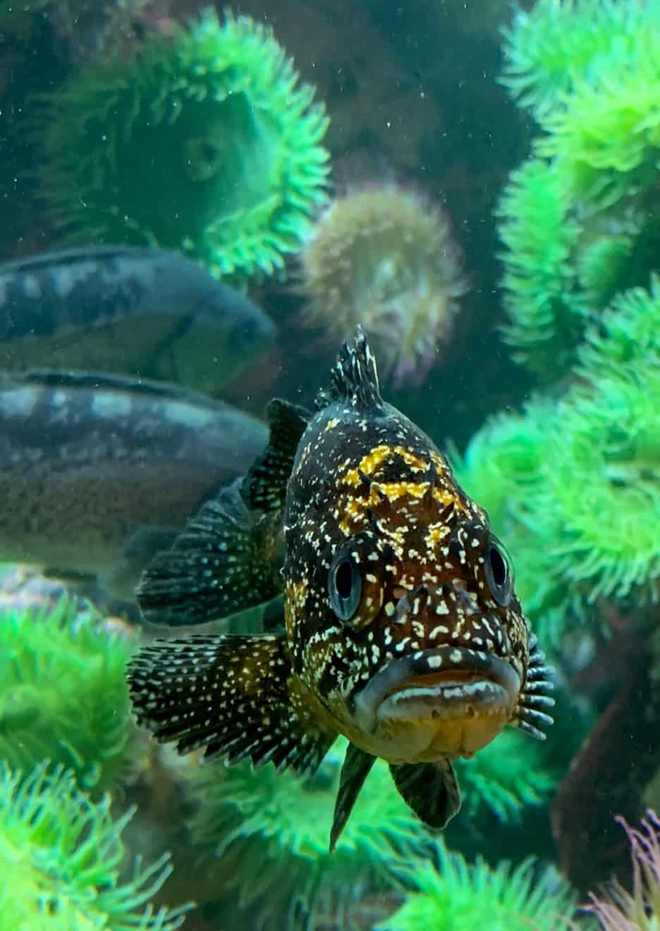 Vancouver Aquarium fish photography / To & Fro Fam
