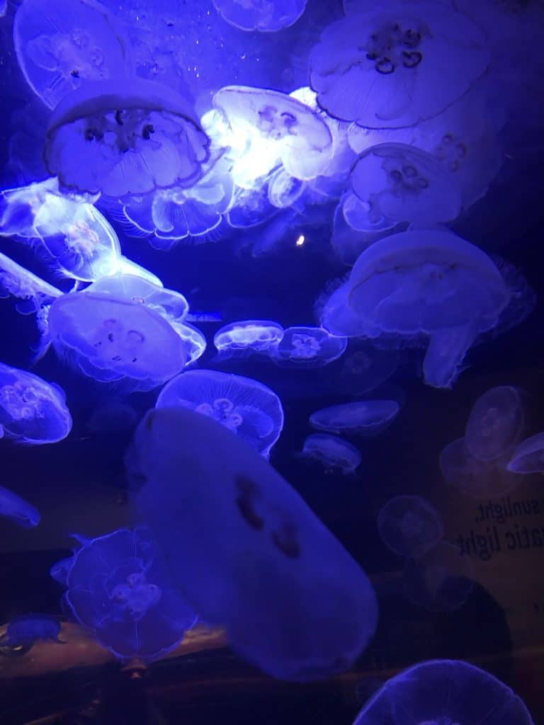 These Vancouver Aquarium jellyfish are just some of the animals you see when you hit up this British Columbia destination. To & Fro Fam