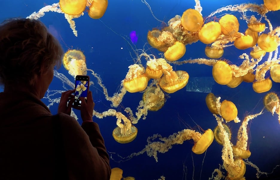 Vancouver Aquarium jellyfish / To & Fro Fam