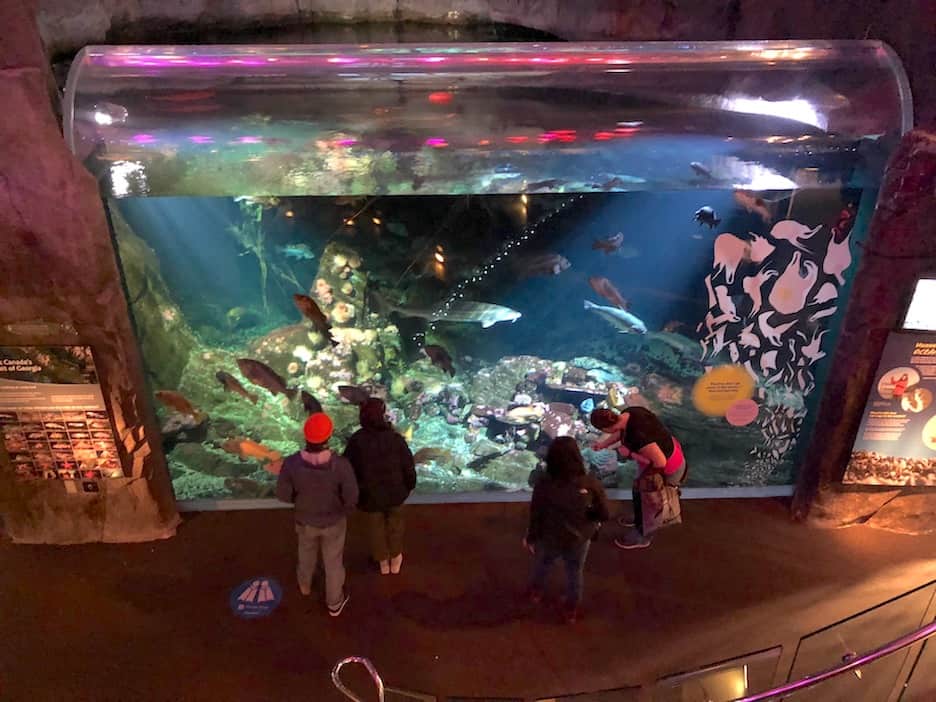 vancouver aquarium visit