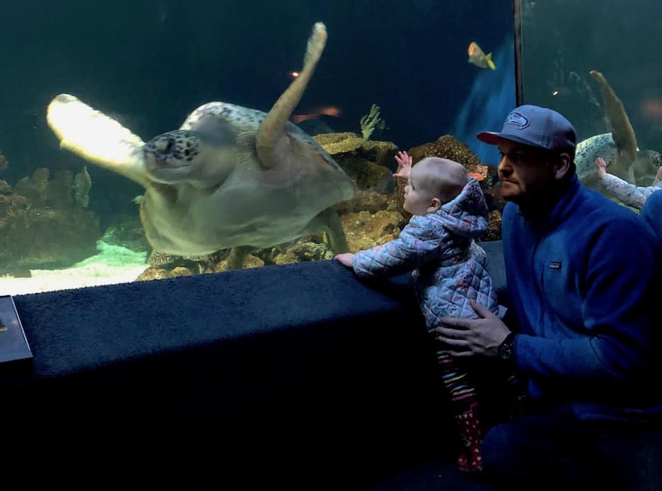 Things to do in Vancouver with kids: See the sea turtles and other animals at the Vancouver Aquarium in BC! To & Fro Fam