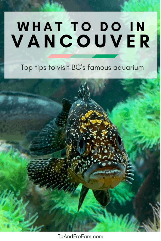 Looking for things to do in Vancouver Canada? The Vancouver Aquarium in Stanley Park is a must-do on your list! To & Fro Fam