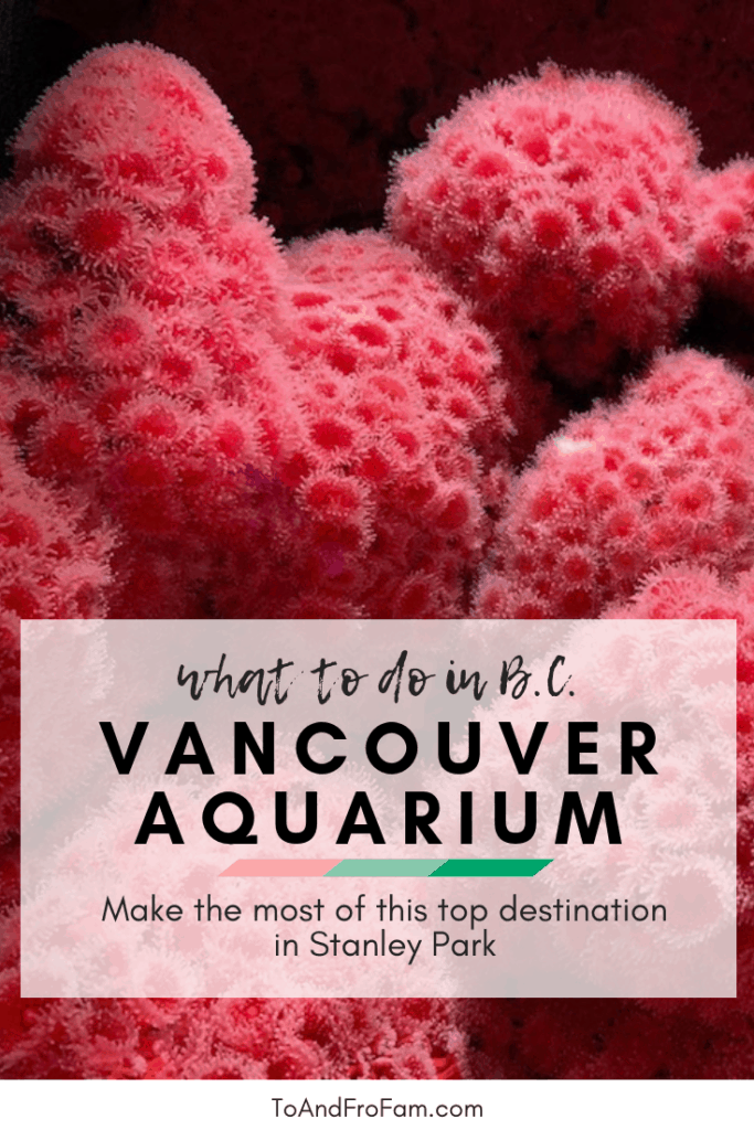 Vancouver Aquarium in Stanley Park is a must-stop destination in your Canada Travel bucket list. To & Fro Fam