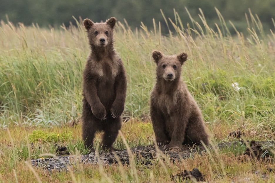 Keep bear and other wildlife out of your campsite this summer. Here's how! To & Fro Fam