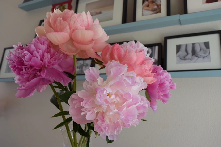 Bouquet of peonies / To & Fro Fam
