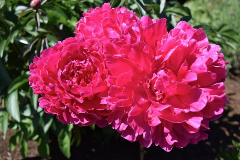 The most charming peony farm in Oregon: Adelman Gardens near Salem