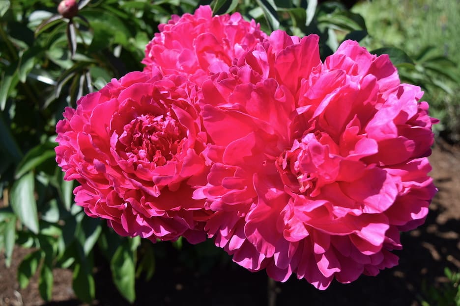 Peonies in Oregon / To & Fro Fam