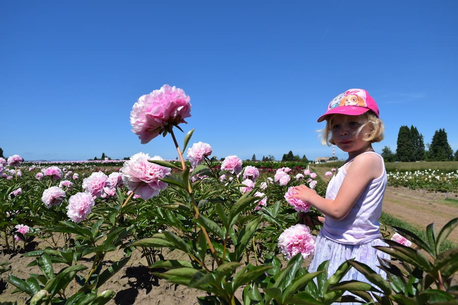 Where to see flowers in Salem, Oregon: Peony gardens in Brooks, OR. To & Fro Fam
