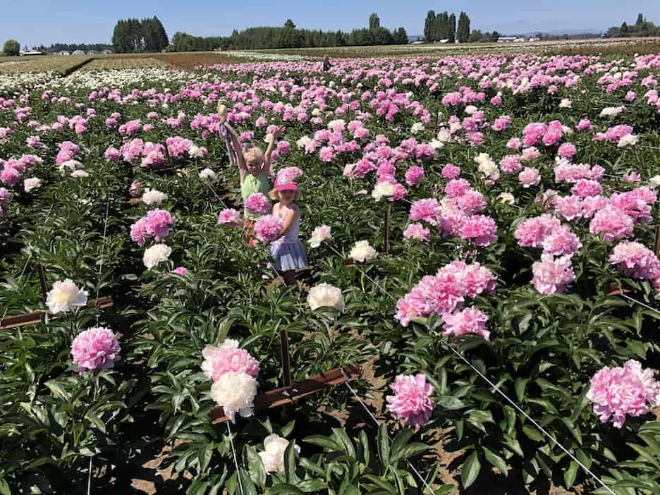 This Oregon peony farm is free to visit and is less than an hour from Portland, OR. To & Fro Fam