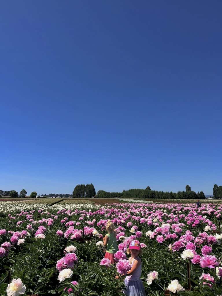 Planning Oregon travel? The peony farms near Portland are absolutely gorgeous - and free! To & Fro Fam