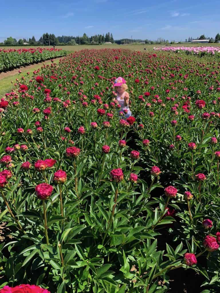 Traveling to Oregon with kids? This flower farm near Portland is an awesome family friendly activity. To & Fro Fam
