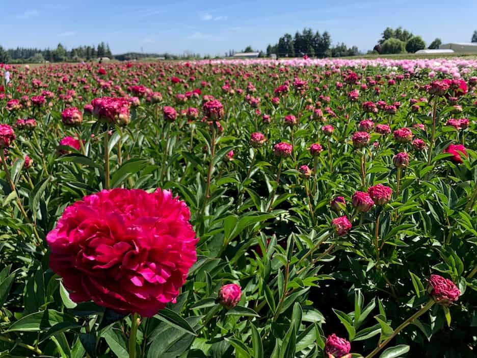 Walk through peony fields near Salem, Oregon: One of the prettiest things to do in Oregon. To & Fro Fam