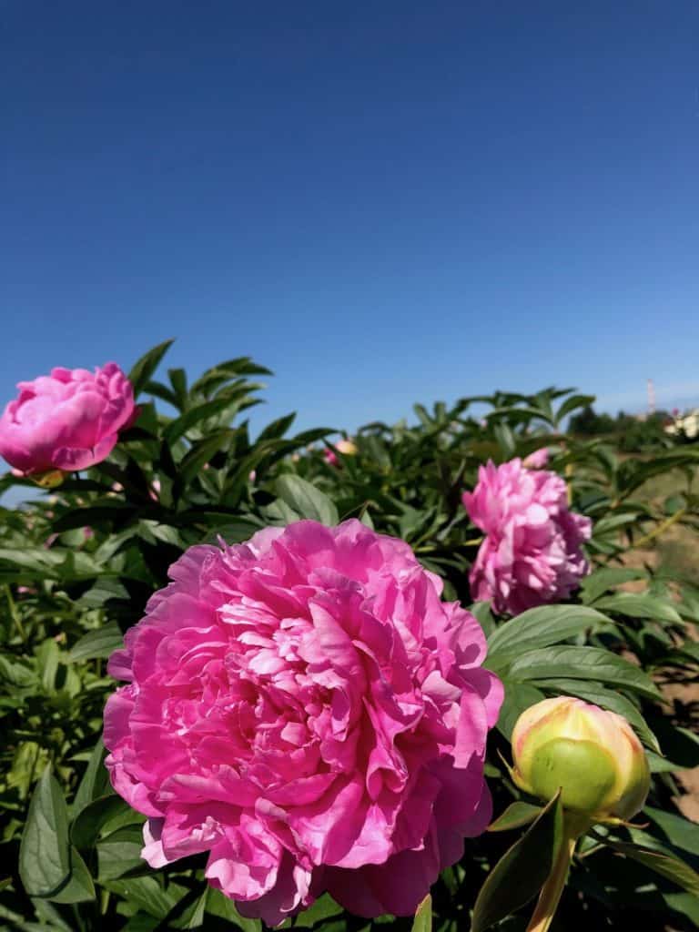 Flowers in Salem and Portland: This Oregon peony farm is full of walkable fields. To & Fro Fam