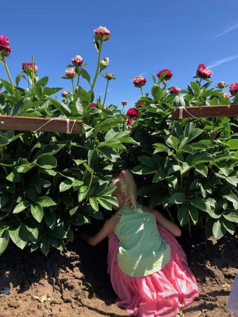 Play peekaboo in this peony farm in Oregon: Explore fields of flowers in Oregon! To & Fro Fam