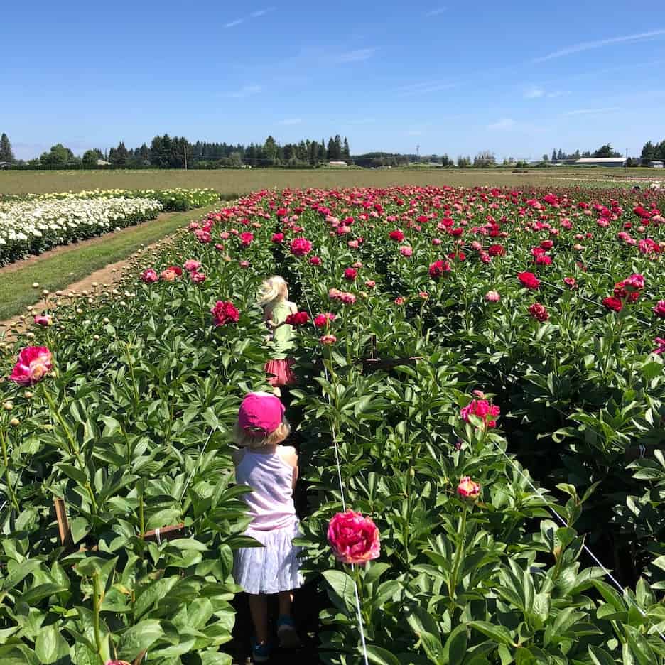 Get lost in these peony fields! One of the best things to do with kids in Portland, Oregon. To & Fro Fam