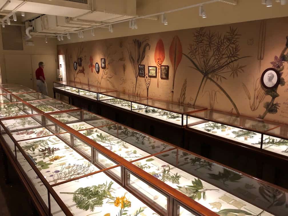 Glass flowers in the Harvard Museum of Natural History, plus other offbeat things to do in Cambridge, Mass. To & Fro Fam