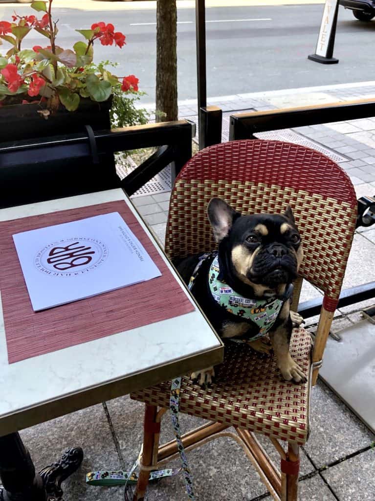 Dog friendly dining in Boston Massachusetts / To & Fro Fam